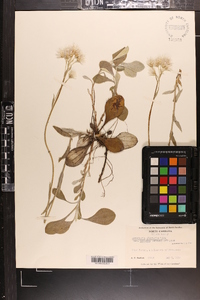 Antennaria plantaginifolia var. ambigens image