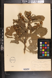 Arctium minus image