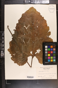 Arctium minus image