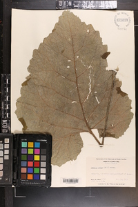 Arctium minus image