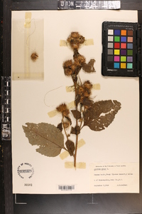 Arctium minus image