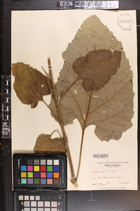 Arctium minus image