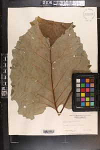 Arctium minus image