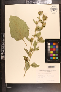 Arctium minus image