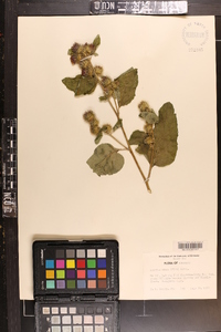 Arctium minus image