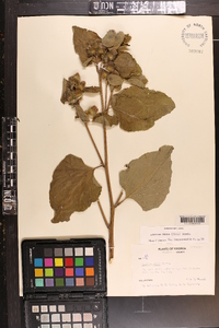 Arctium minus image