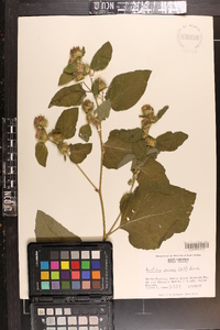 Arctium minus image