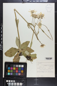 Arnica acaulis image