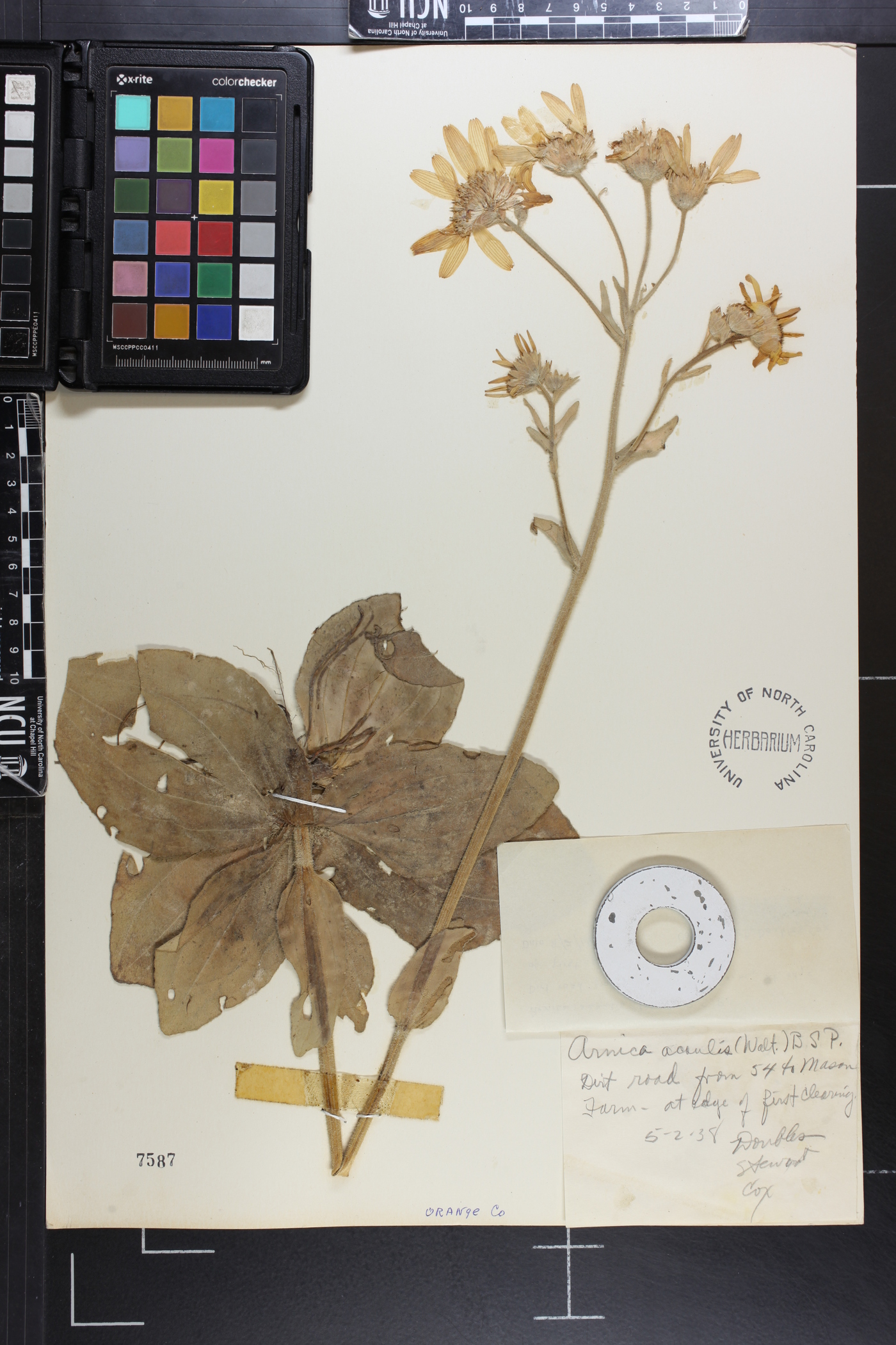Arnica acaulis image