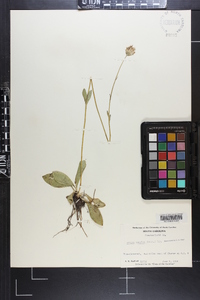 Arnica acaulis image