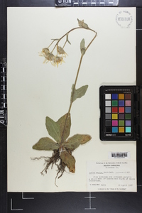 Arnica acaulis image