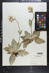 Arnica acaulis image