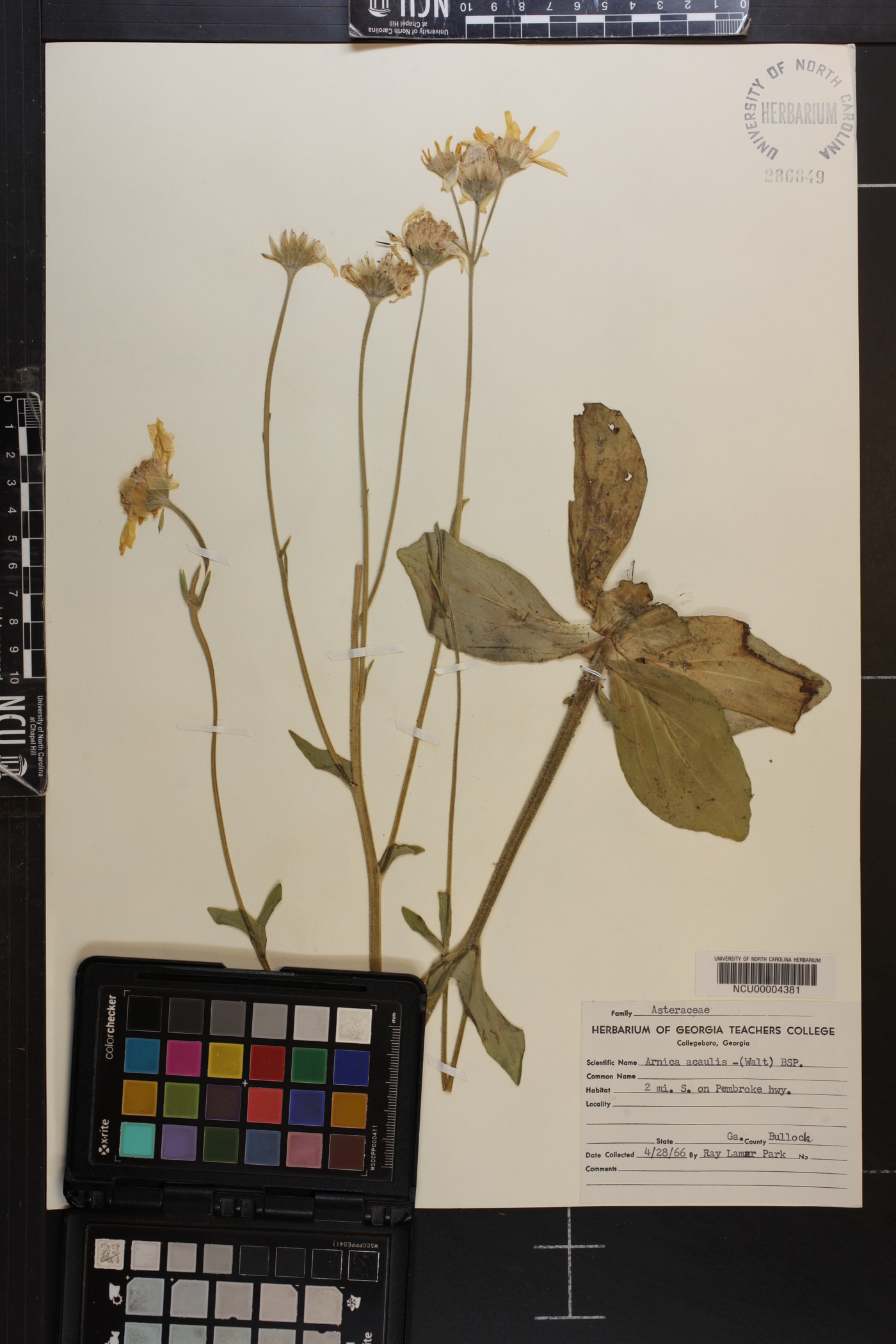 Arnica acaulis image
