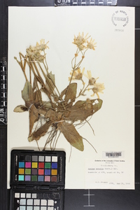 Arnica acaulis image