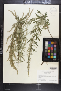 Artemisia vulgaris image