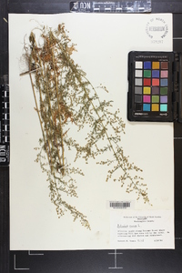 Artemisia annua image