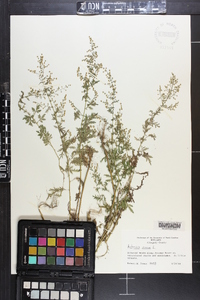 Artemisia annua image