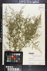 Artemisia annua image