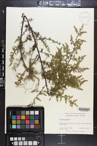 Artemisia annua image