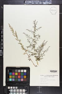 Artemisia annua image