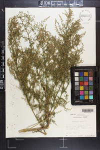 Artemisia annua image