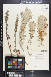 Artemisia stelleriana image