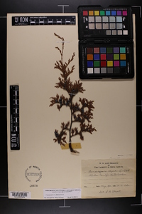 Chamaecyparis thyoides image