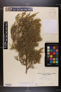 Juniperus ashei image
