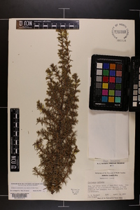 Juniperus communis var. depressa image