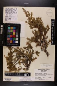 Juniperus communis var. depressa image