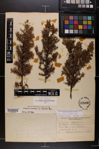 Juniperus communis var. depressa image