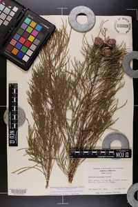 Taxodium distichum var. imbricarium image