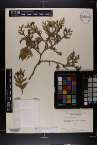 Thuja occidentalis image