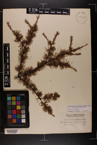 Larix laricina image