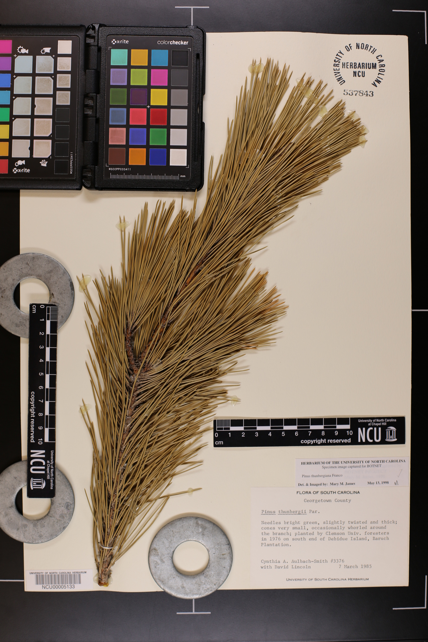 Pinus thunbergii image