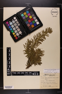 Taxus cuspidata image