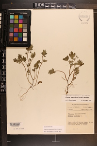 Phacelia ranunculacea image