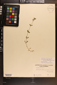 Cerastium fontanum subsp. vulgare image