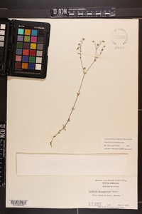 Cerastium brachypetalum image