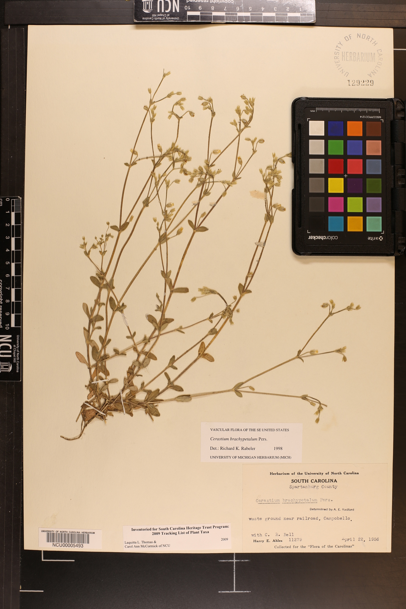 Cerastium brachypetalum image