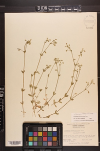 Cerastium brachypetalum image