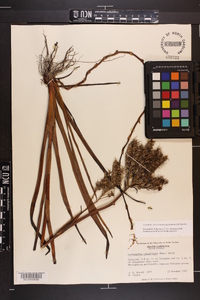 Lachnanthes caroliniana image