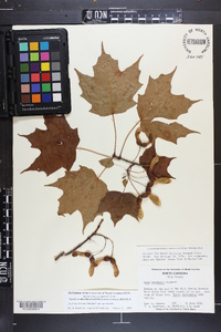 Acer saccharum var. saccharum image