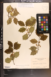 Ilex opaca var. opaca image