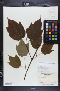 Acer pensylvanicum image