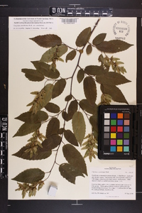 Carpinus caroliniana subsp. caroliniana image