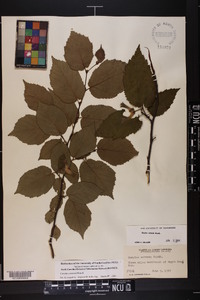 Corylus cornuta image