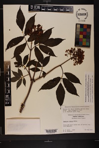 Sambucus racemosa subsp. racemosa image