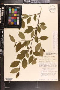 Ilex ambigua image