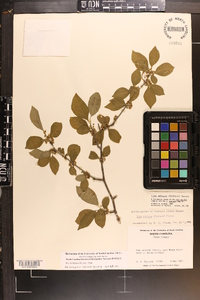 Ilex ambigua image